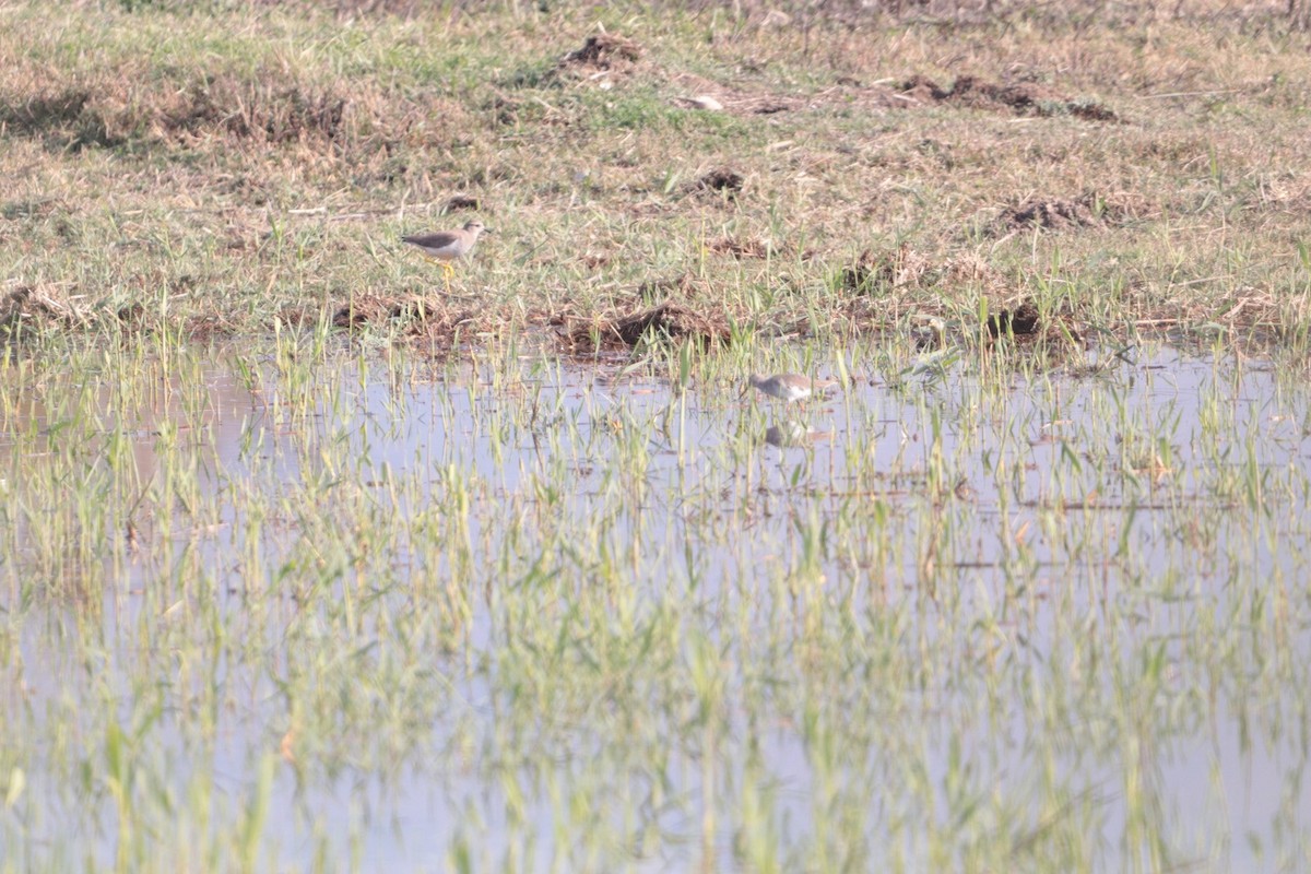 White-tailed Lapwing - ML647028957