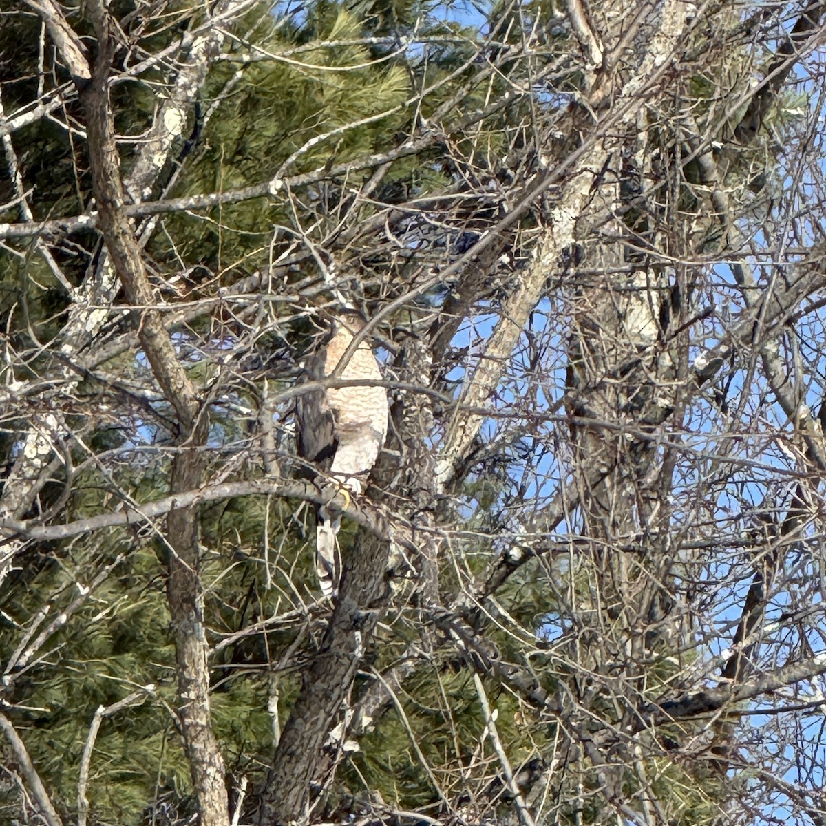 Cooper's Hawk - ML647028960