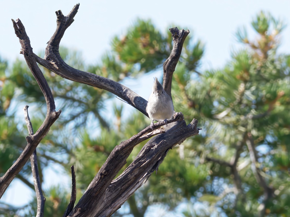 Juniper Titmouse - ML647028961
