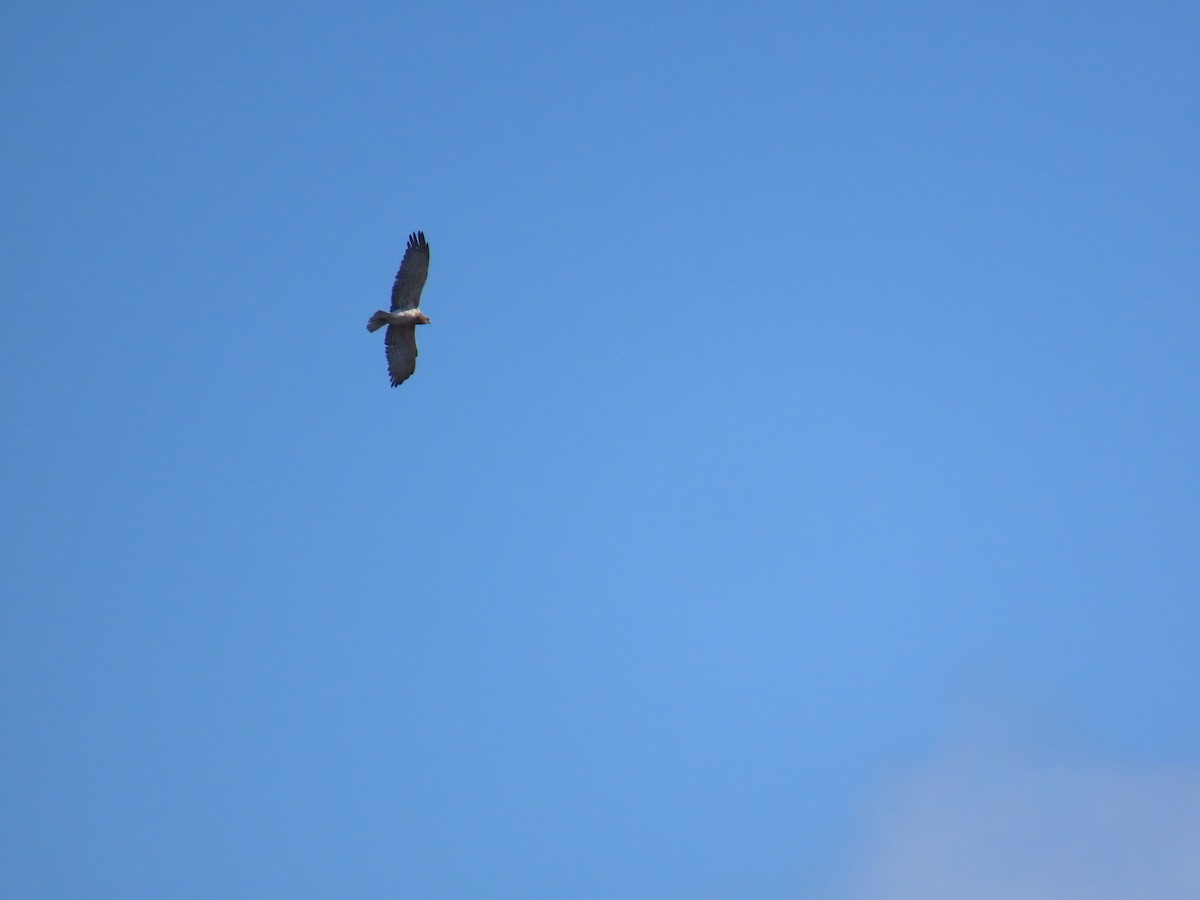 orlík krátkoprstý - ML647028979