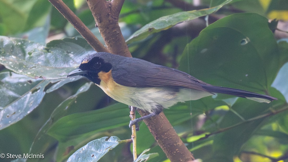 Moluccan Spectacled Monarch (Obi) - Steve McInnis