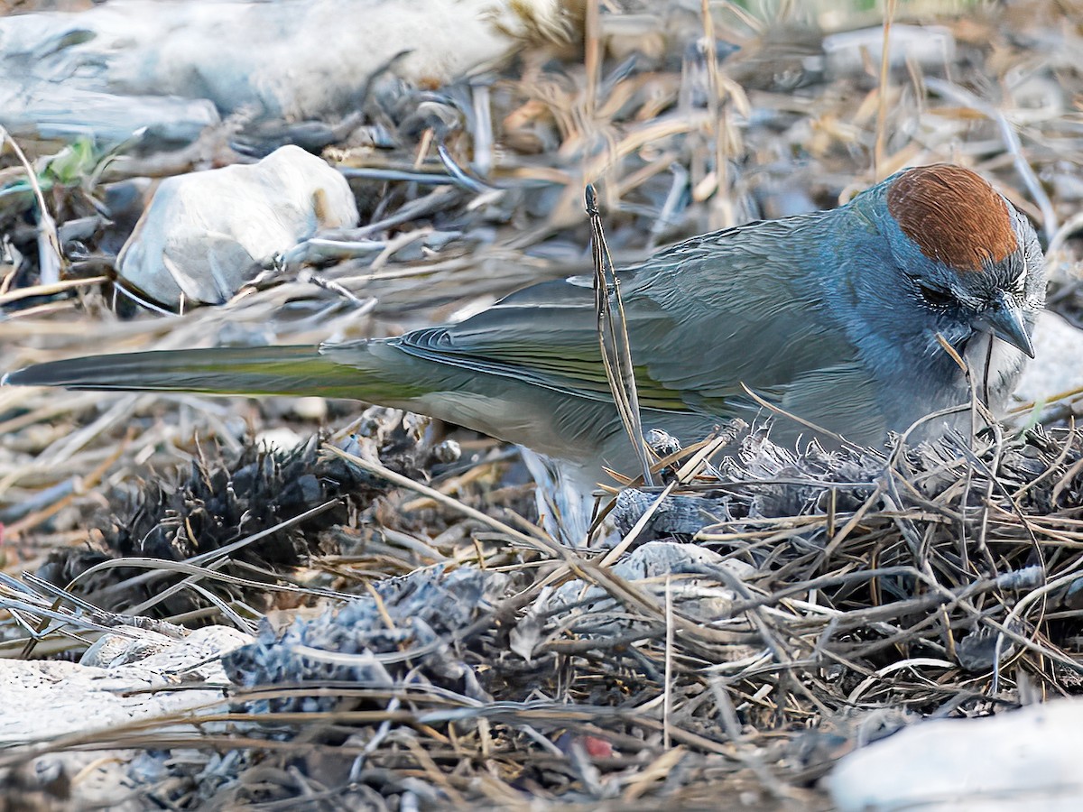 Green-tailed Towhee - ML647028984