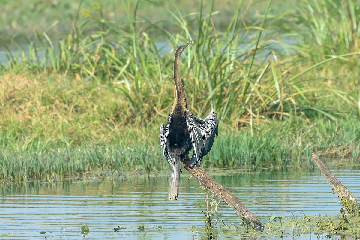 orientslangehals - ML647028985