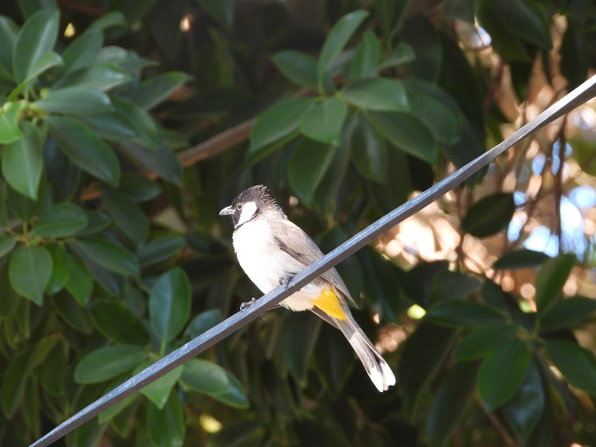 White-eared Bulbul - ML647029005