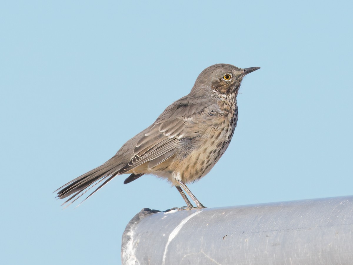 Sage Thrasher - ML647029009