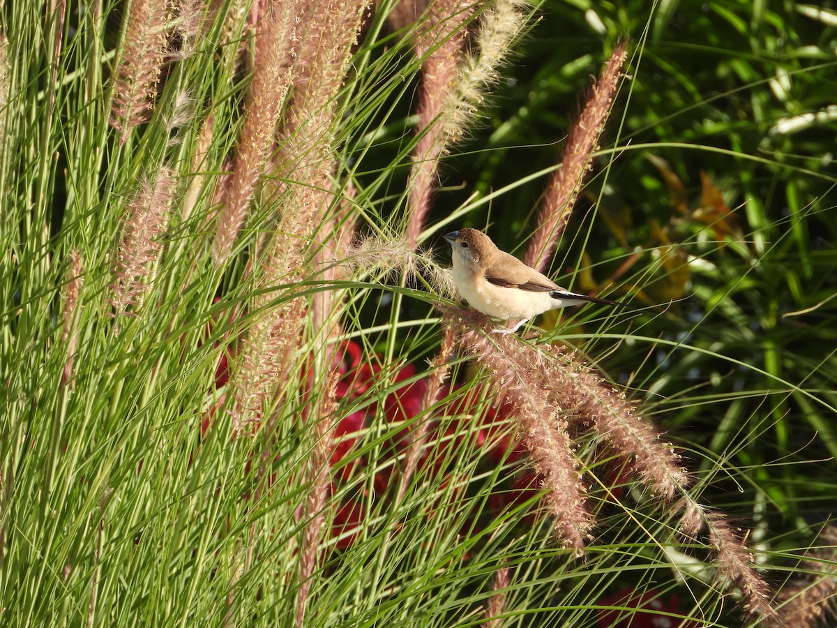 Indian Silverbill - ML647029011