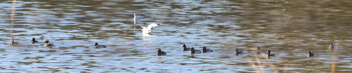 Lesser Scaup - ML647029013