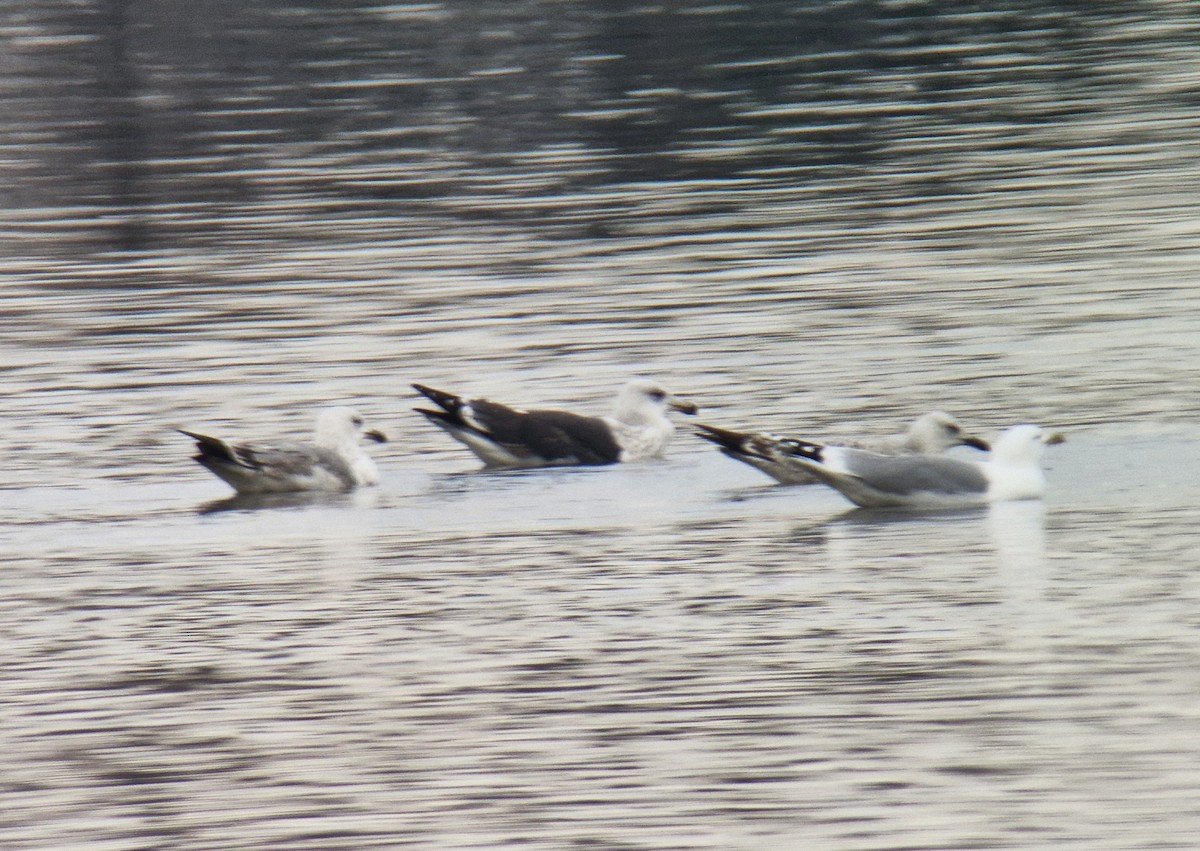 Great Black-backed Gull - ML647029014