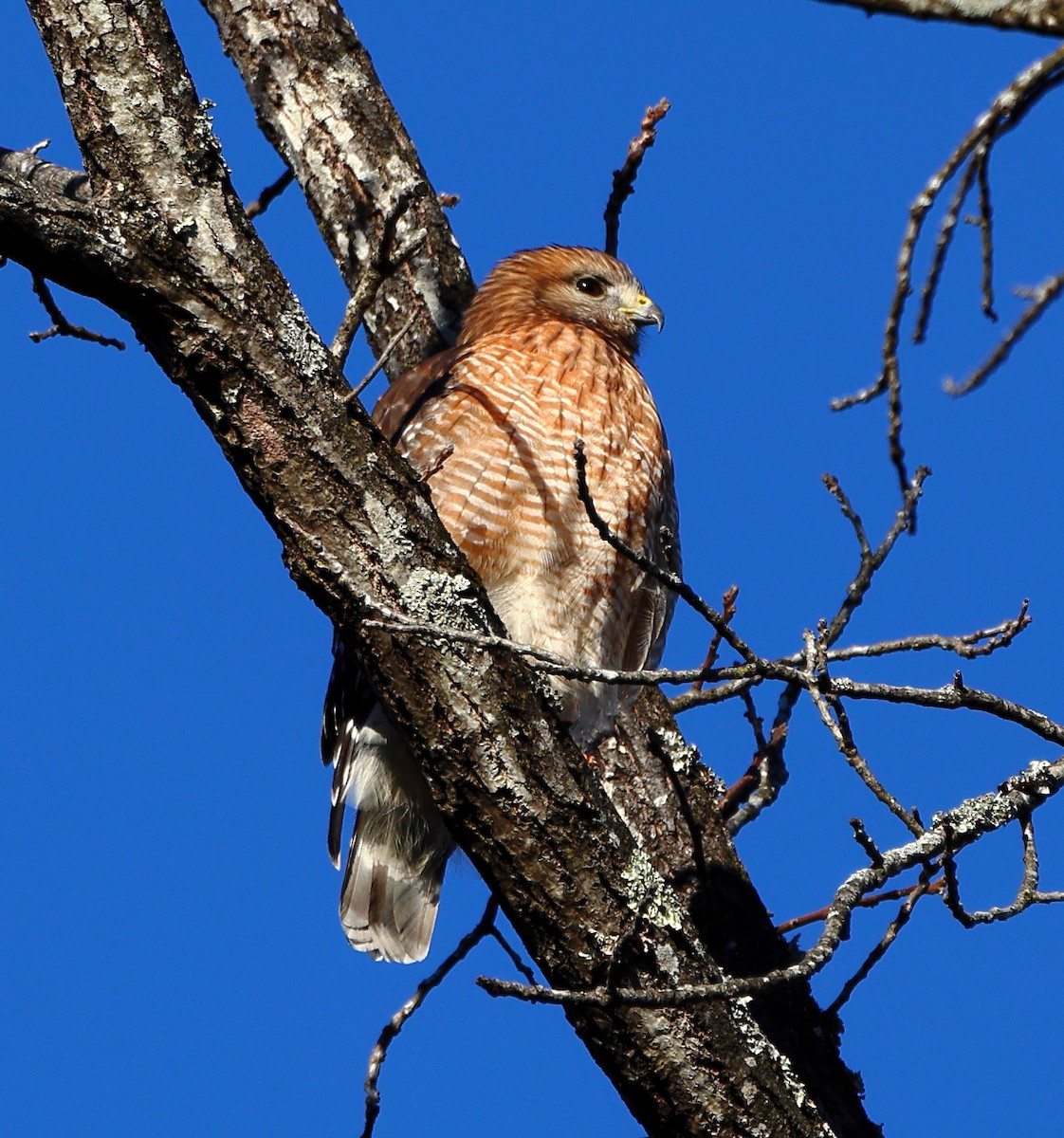 Red-shouldered Hawk - ML647029016