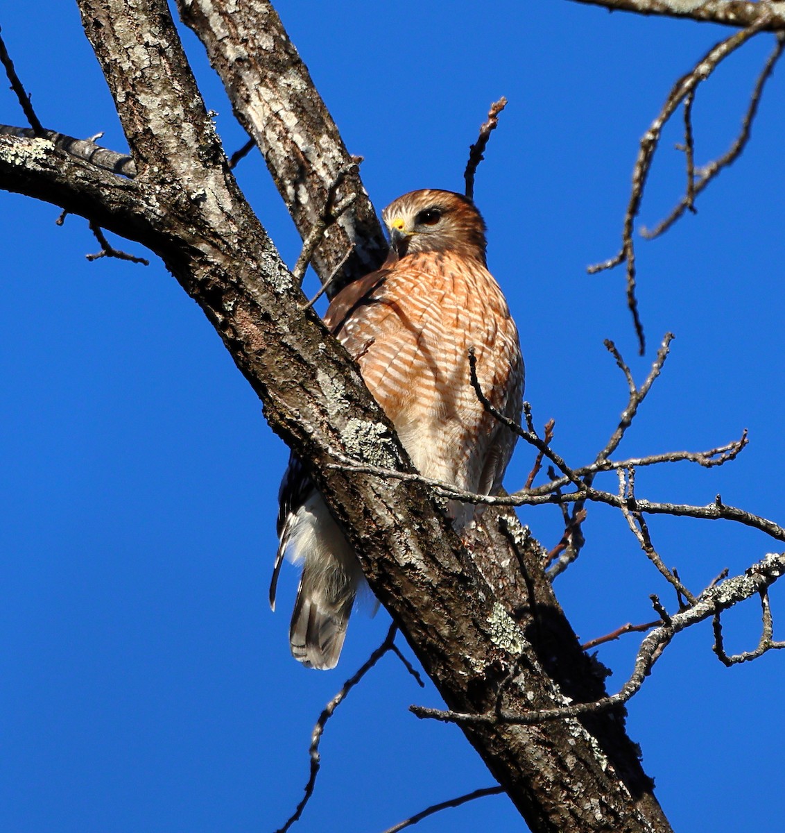 Red-shouldered Hawk - ML647029017