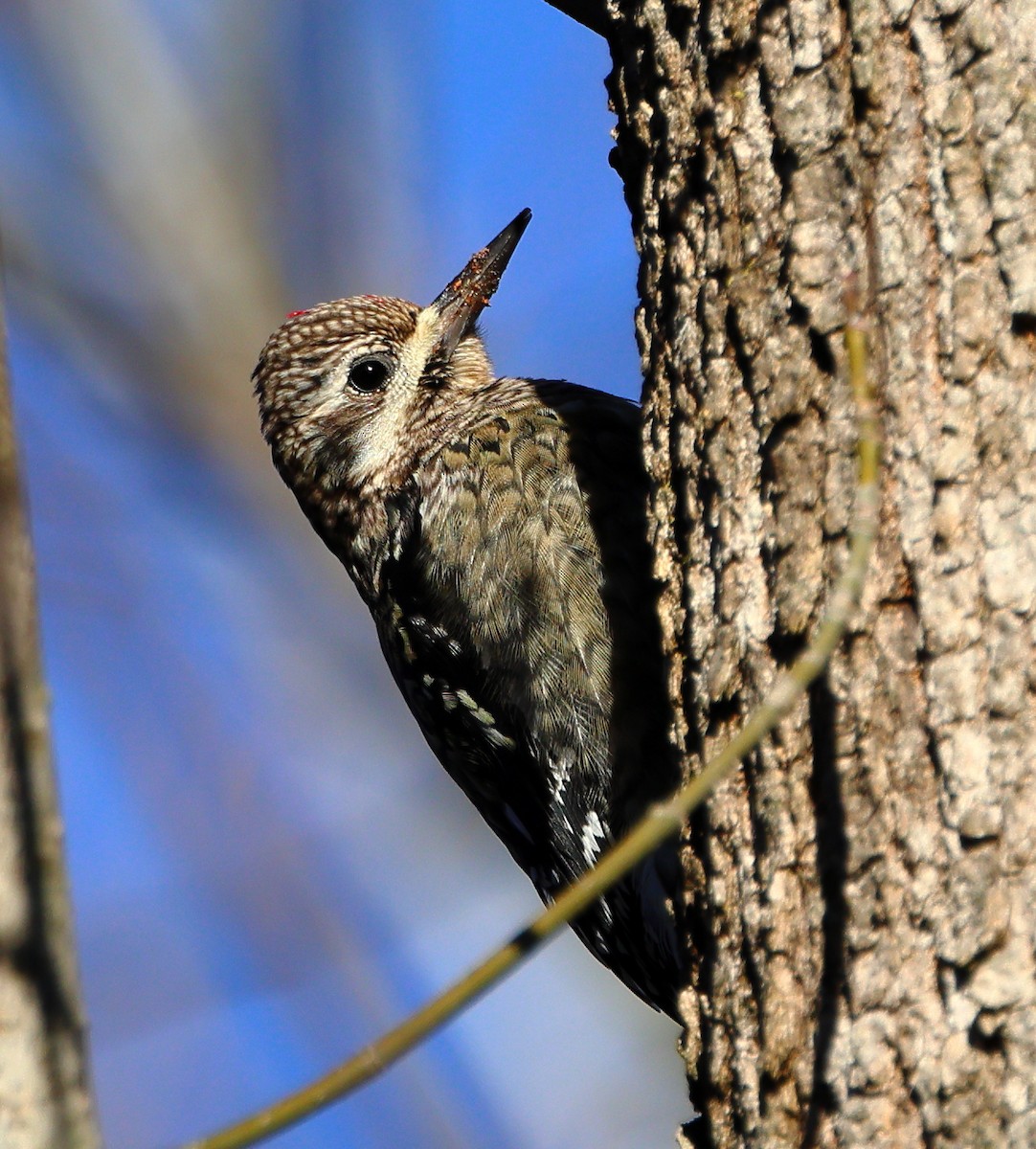 Yellow-bellied Sapsucker - ML647029020