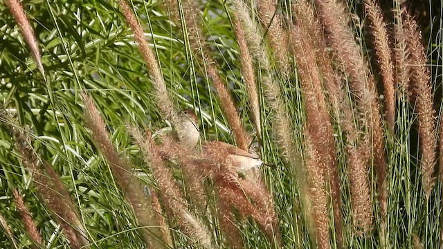 Indian Silverbill - ML647029021