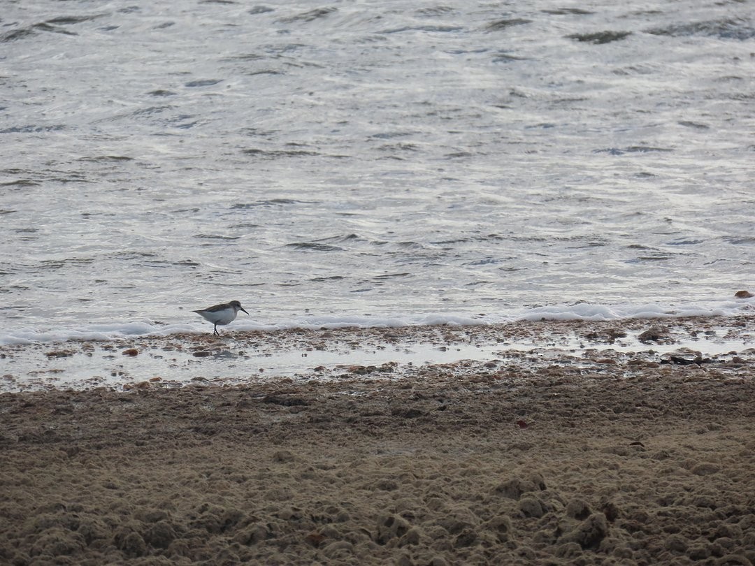 Semipalmated Sandpiper - ML647029022