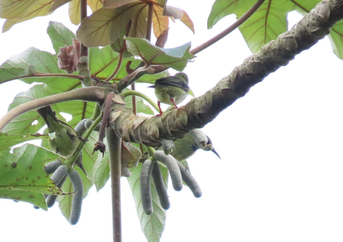 Red-legged Honeycreeper - ML647029031