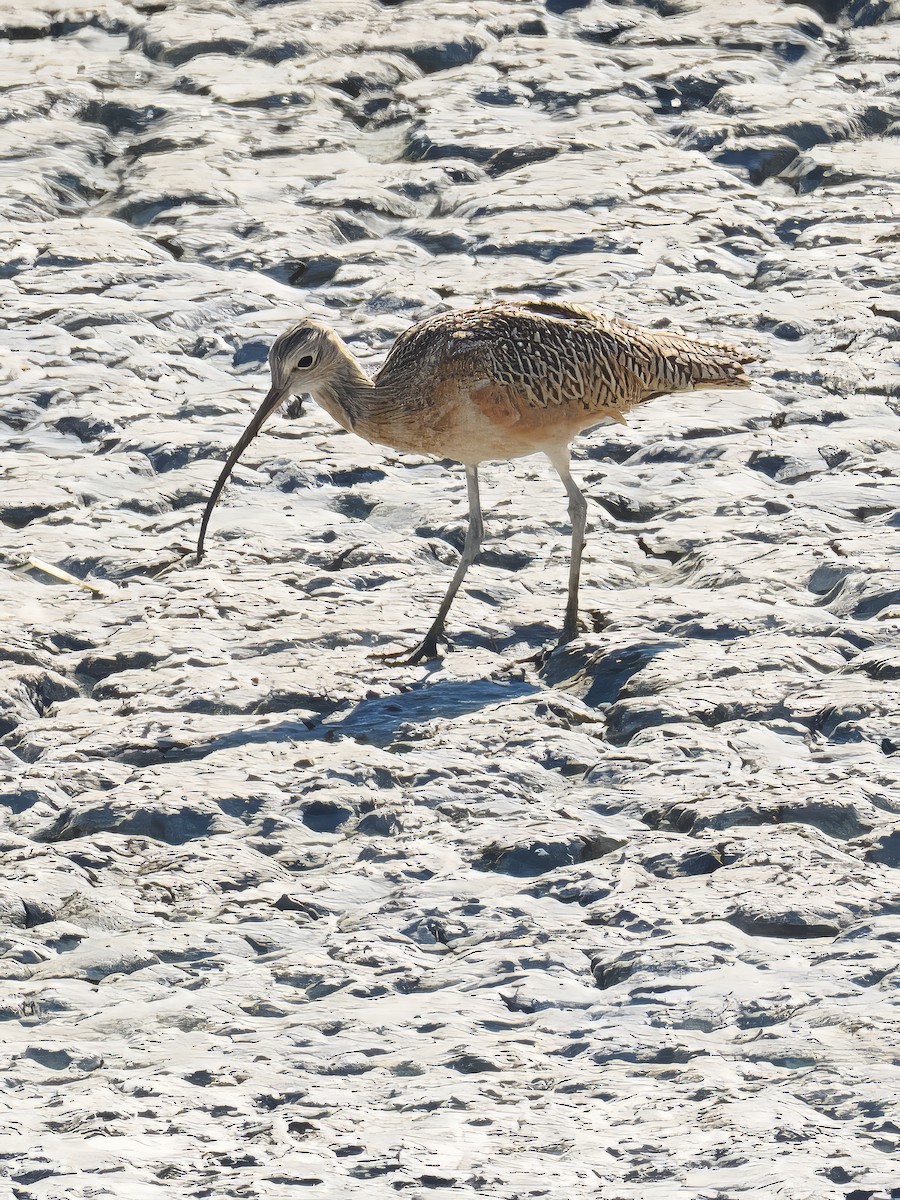 Long-billed Curlew - ML647029032