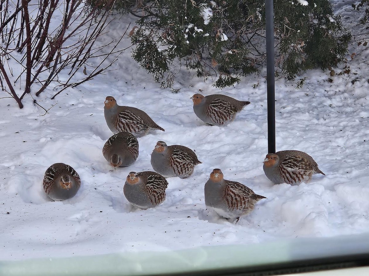 Gray Partridge - ML647029033