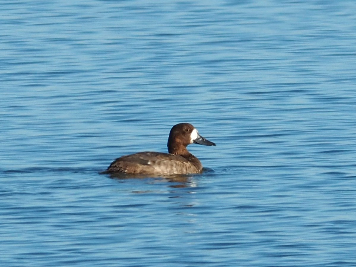 polák kaholka - ML647029035