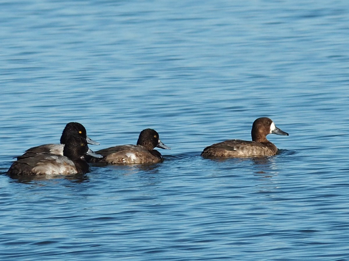 polák kaholka - ML647029036