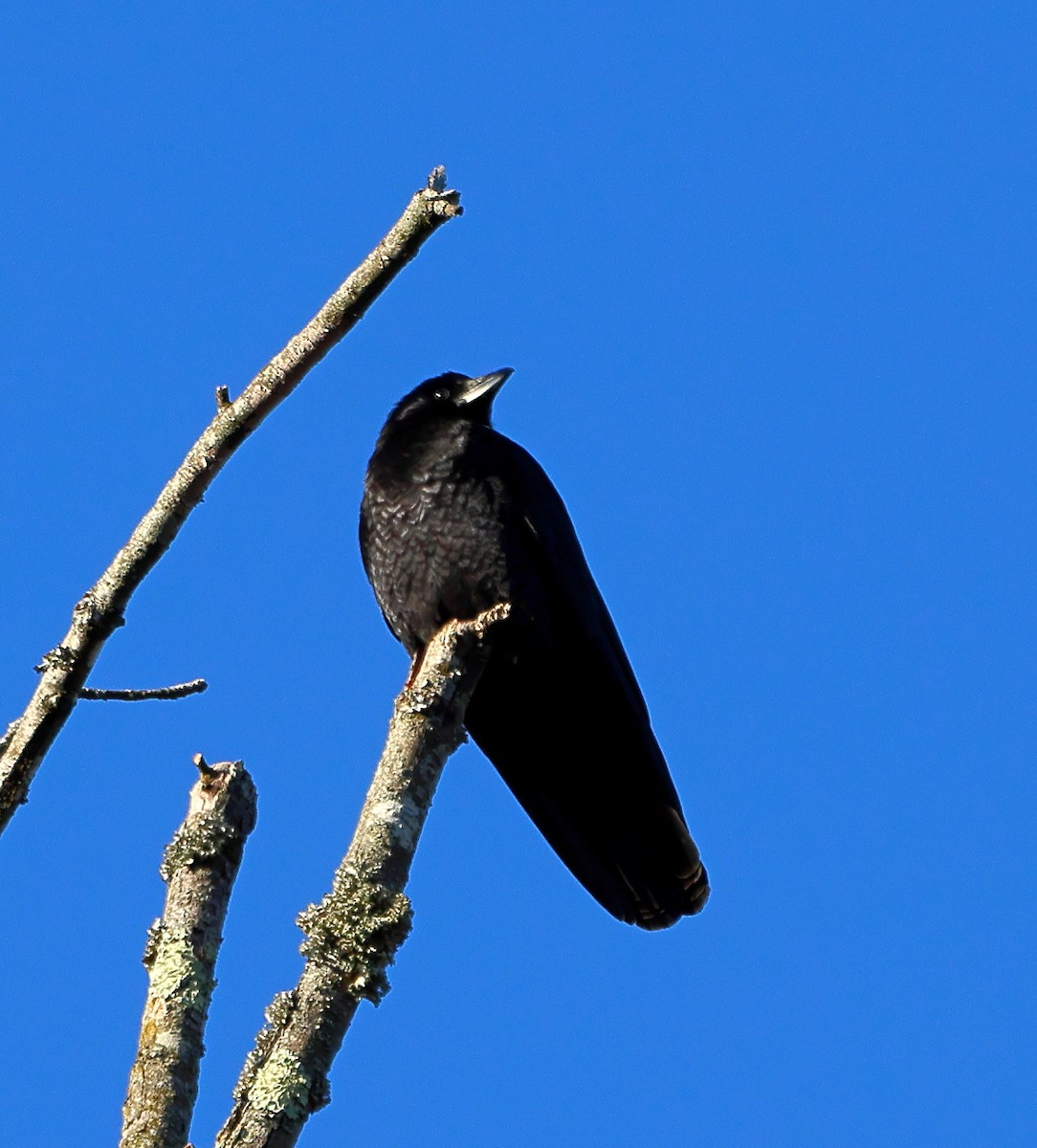 American Crow - ML647029037