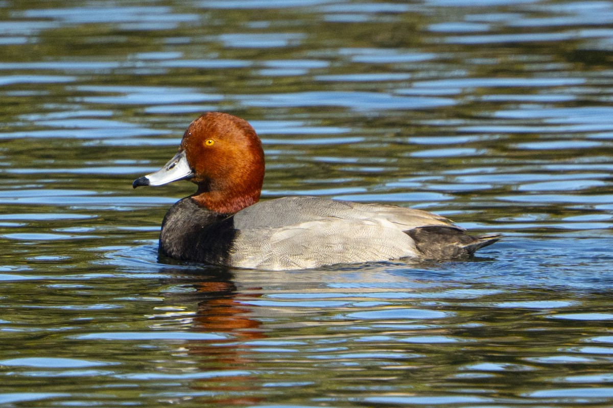 Redhead - ML647029040