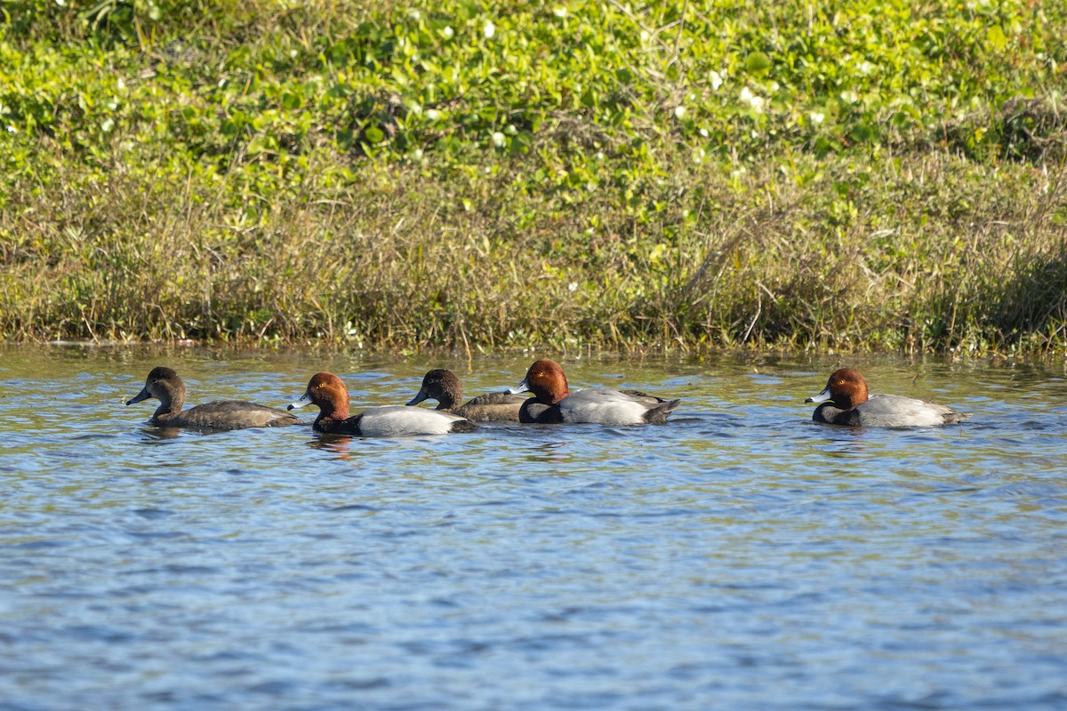 Redhead - ML647029041