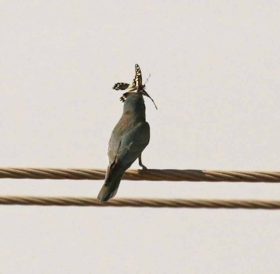 Blue-cheeked Bee-eater - ML647029042