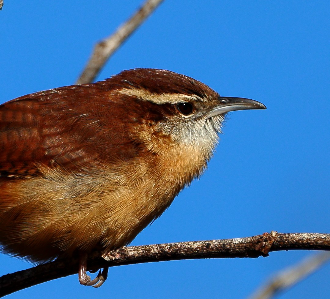 Carolina Wren - ML647029047
