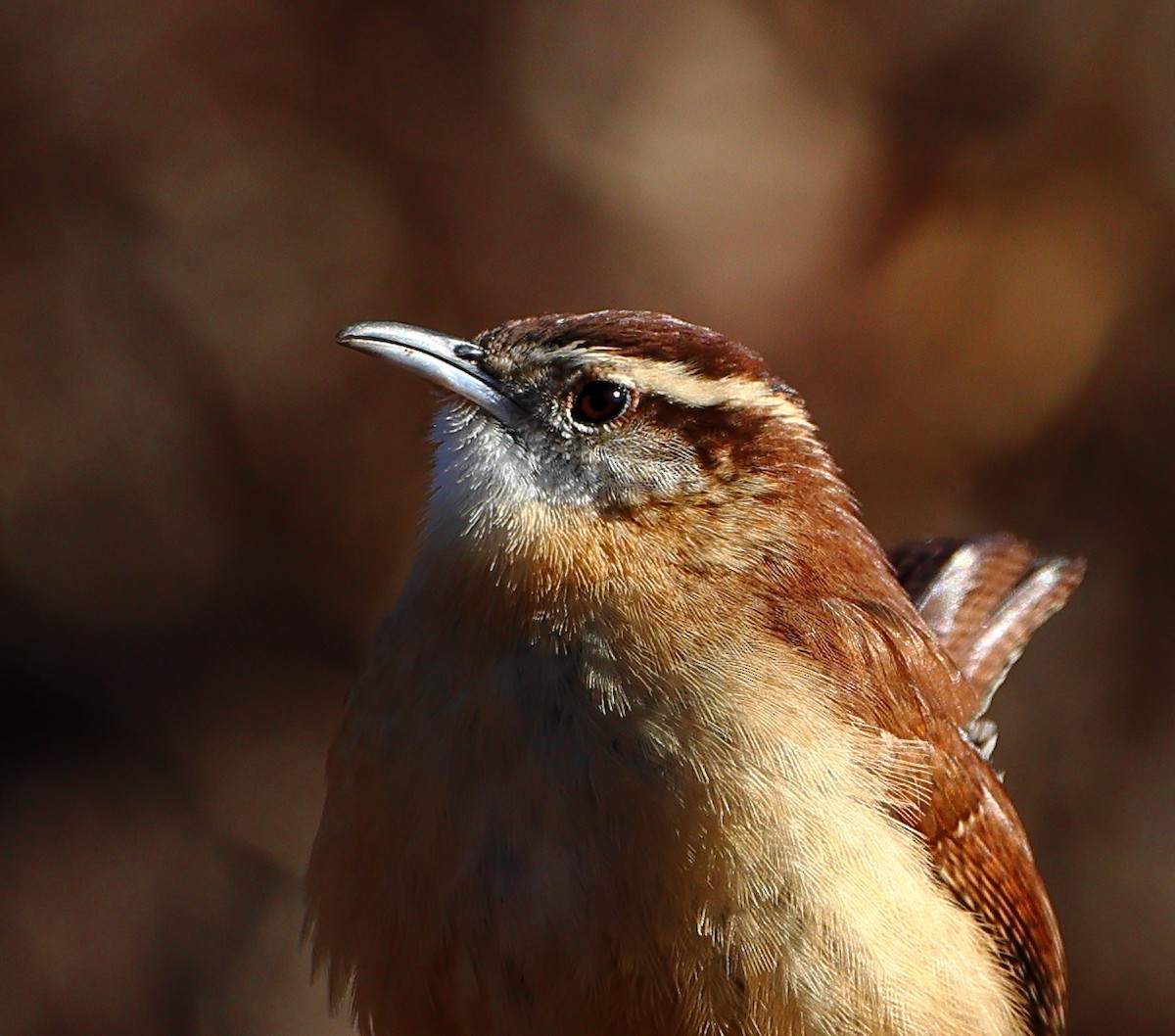 Carolina Wren - ML647029048