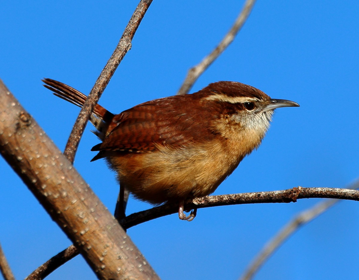 Carolina Wren - ML647029049