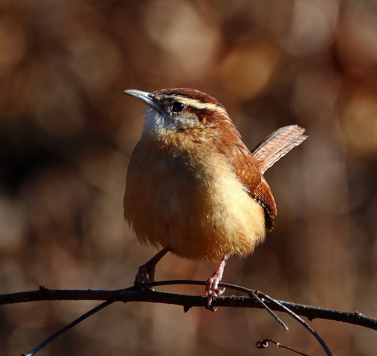 Carolina Wren - ML647029050