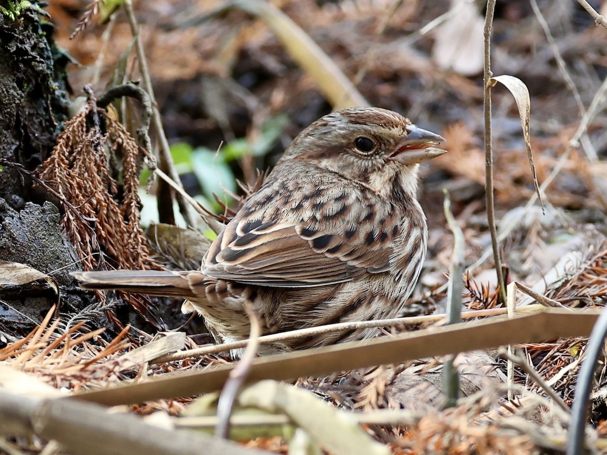 Song Sparrow - ML647029052