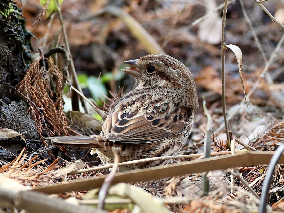 Song Sparrow - ML647029053