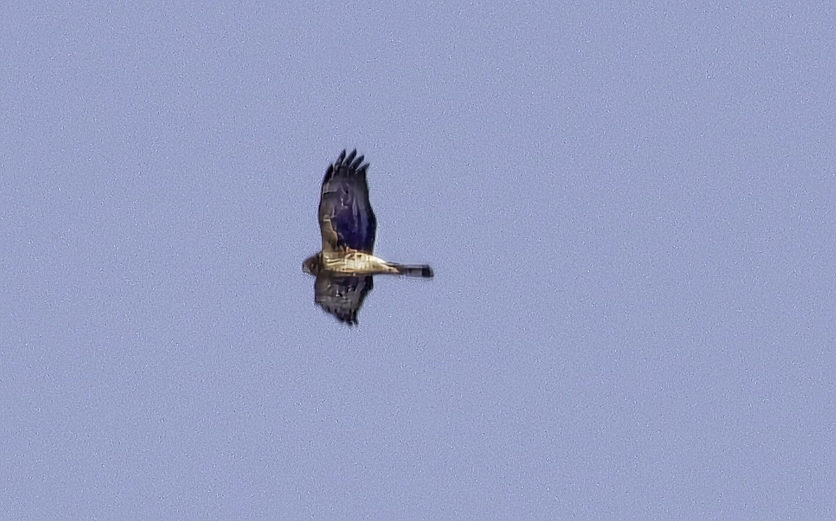 Northern Harrier - ML647029056