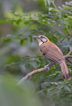Greater Necklaced Laughingthrush - ML647029057