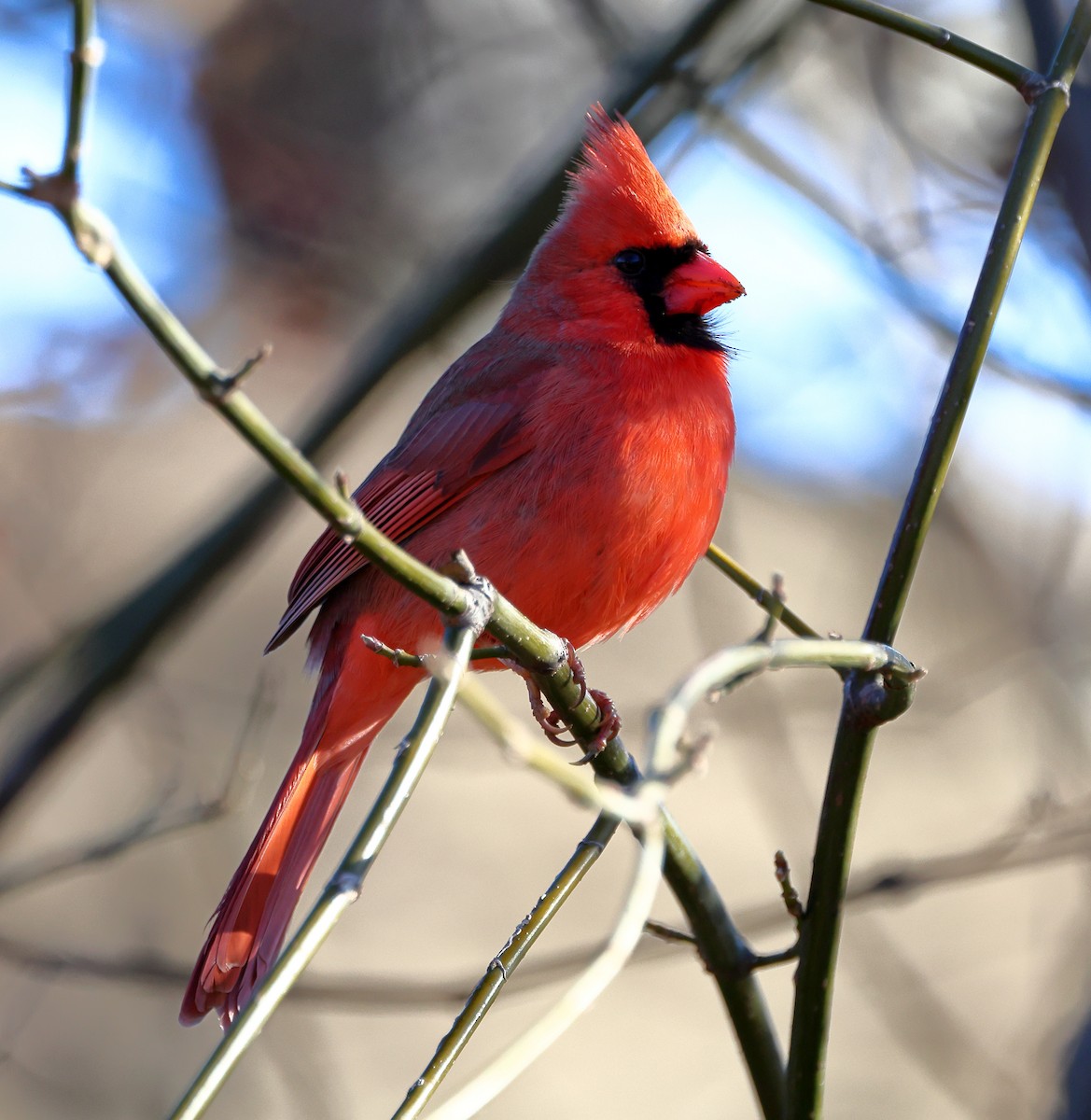 Northern Cardinal - ML647029062