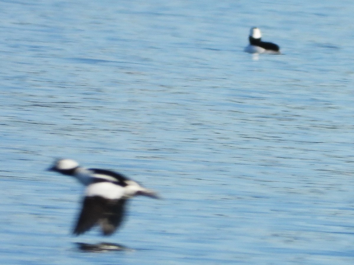 Bufflehead - ML647029063