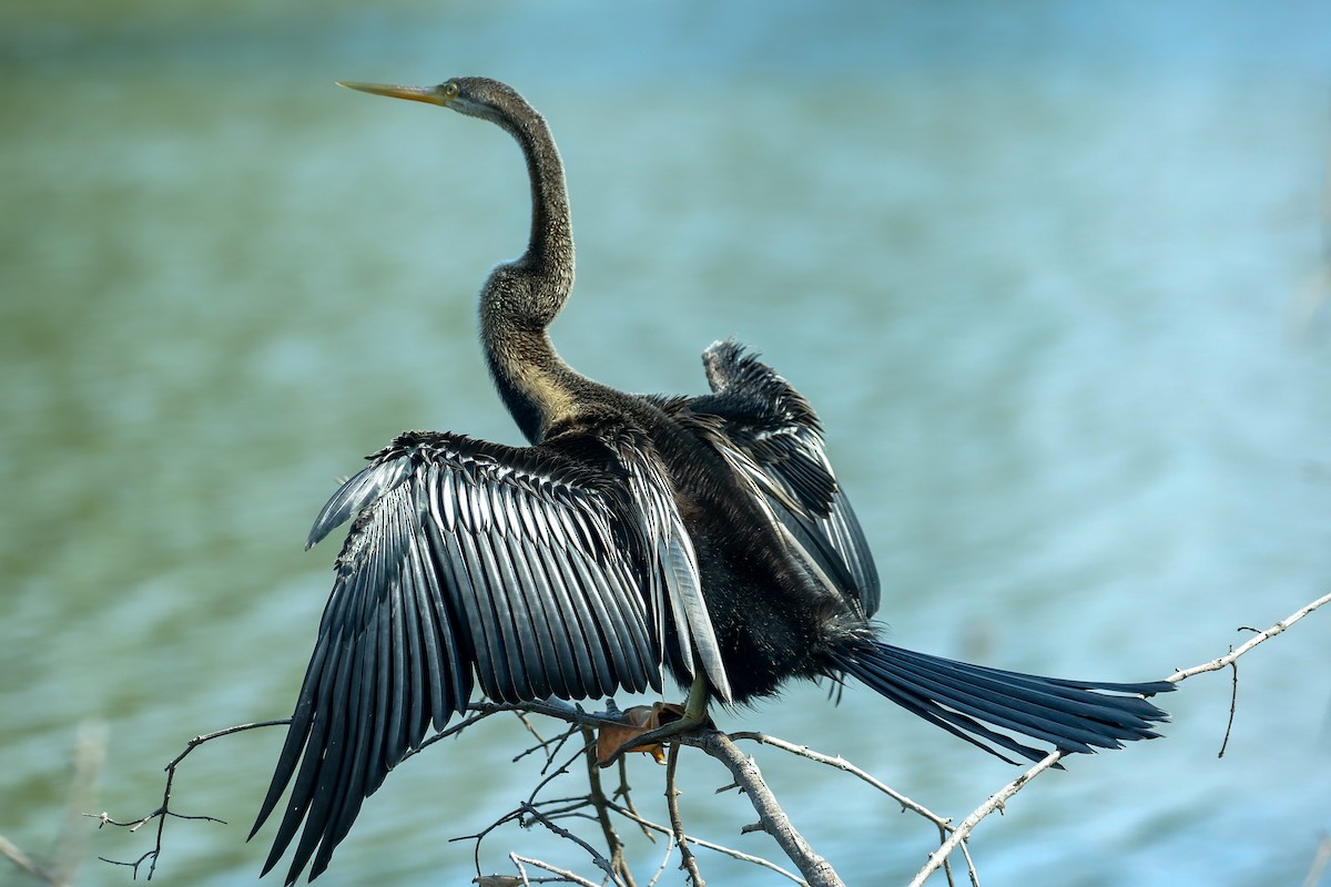 orientslangehals - ML647029064