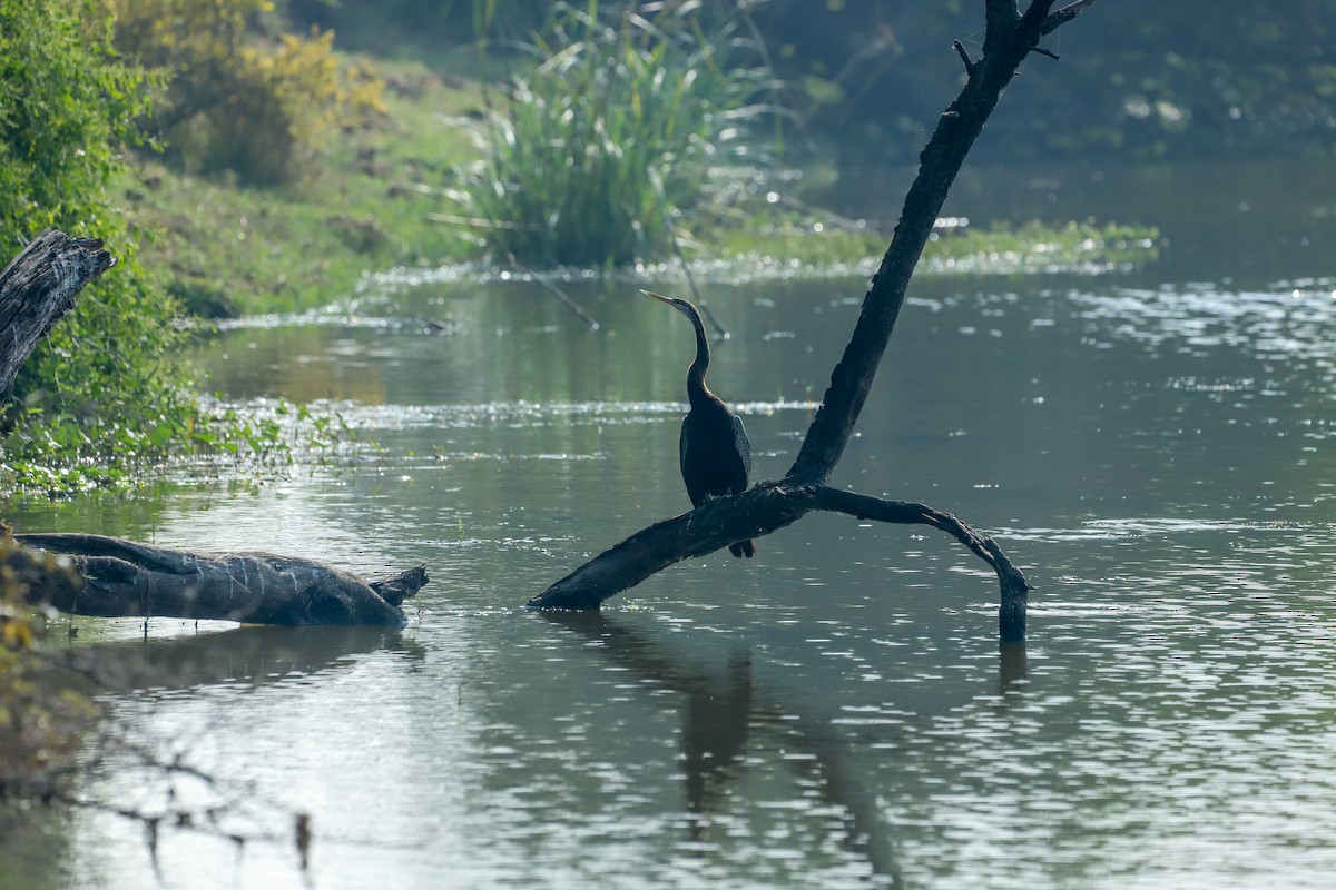 orientslangehals - ML647029065