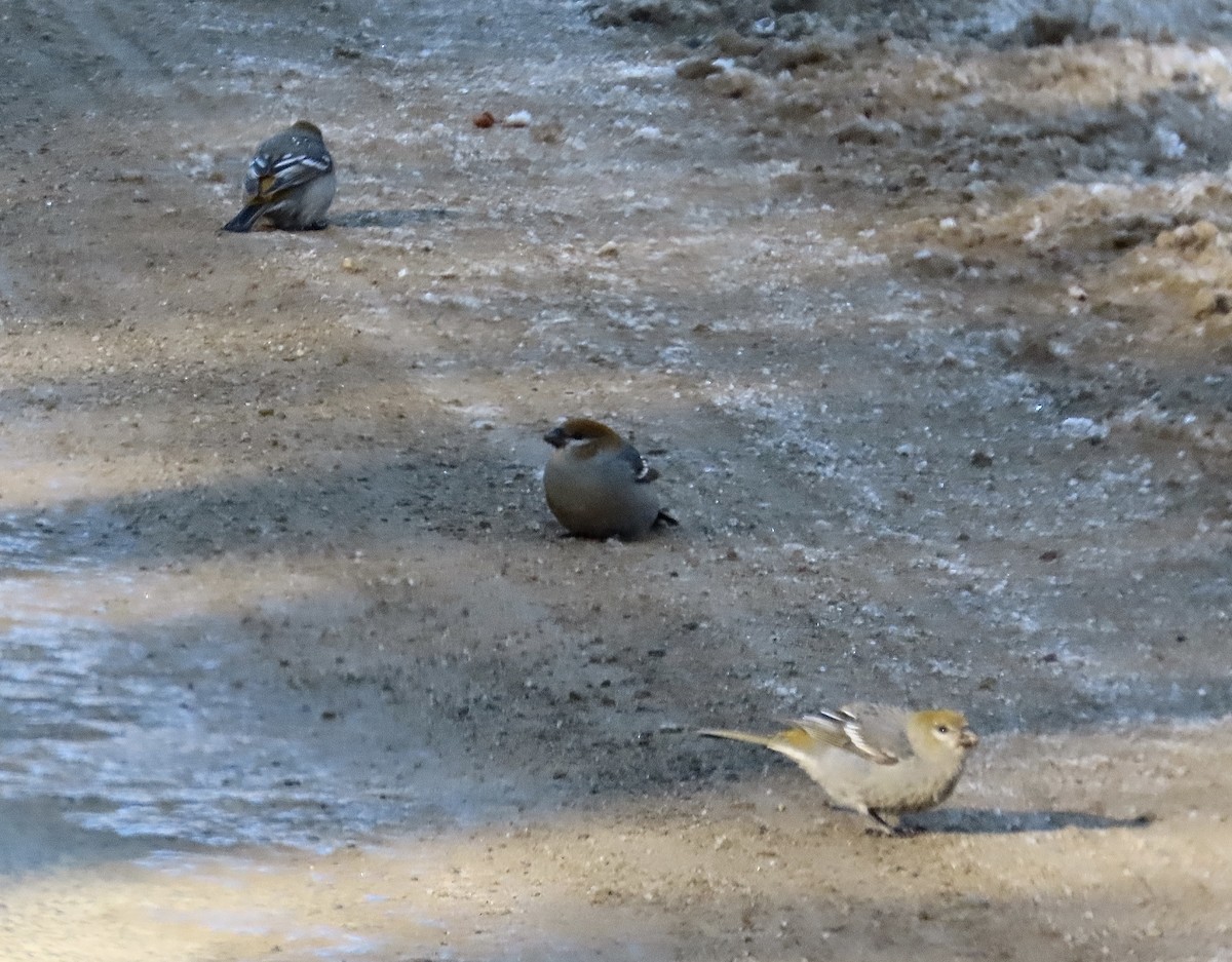 Ciuffolotto delle pinete - ML647029067