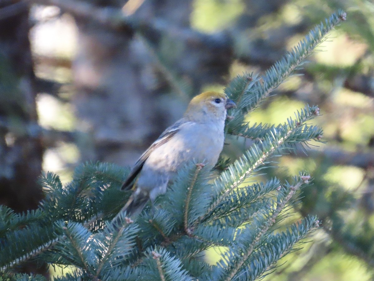 Ciuffolotto delle pinete - ML647029068