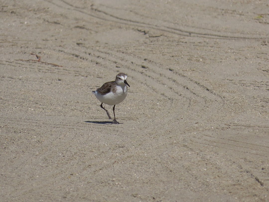 Semipalmated Sandpiper - ML647029077