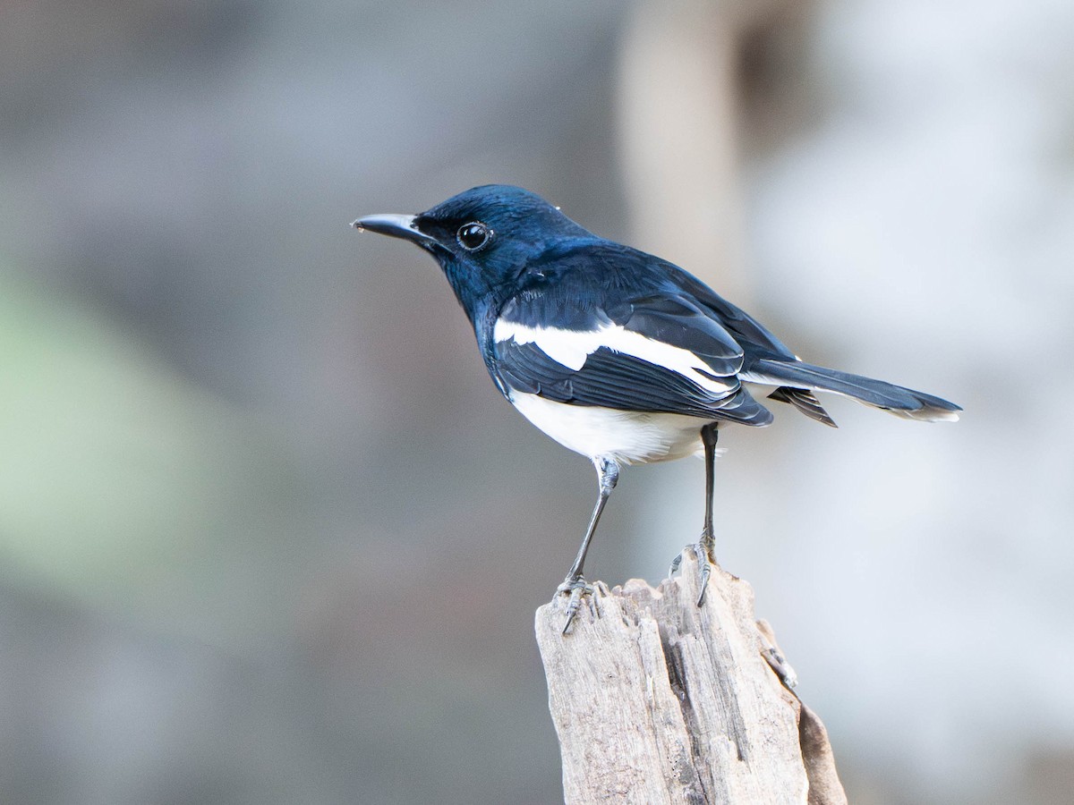 Oriental Magpie-Robin - ML647029078