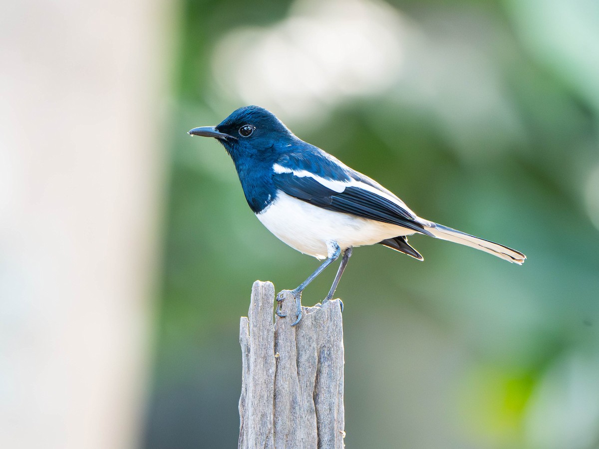 Oriental Magpie-Robin - ML647029079