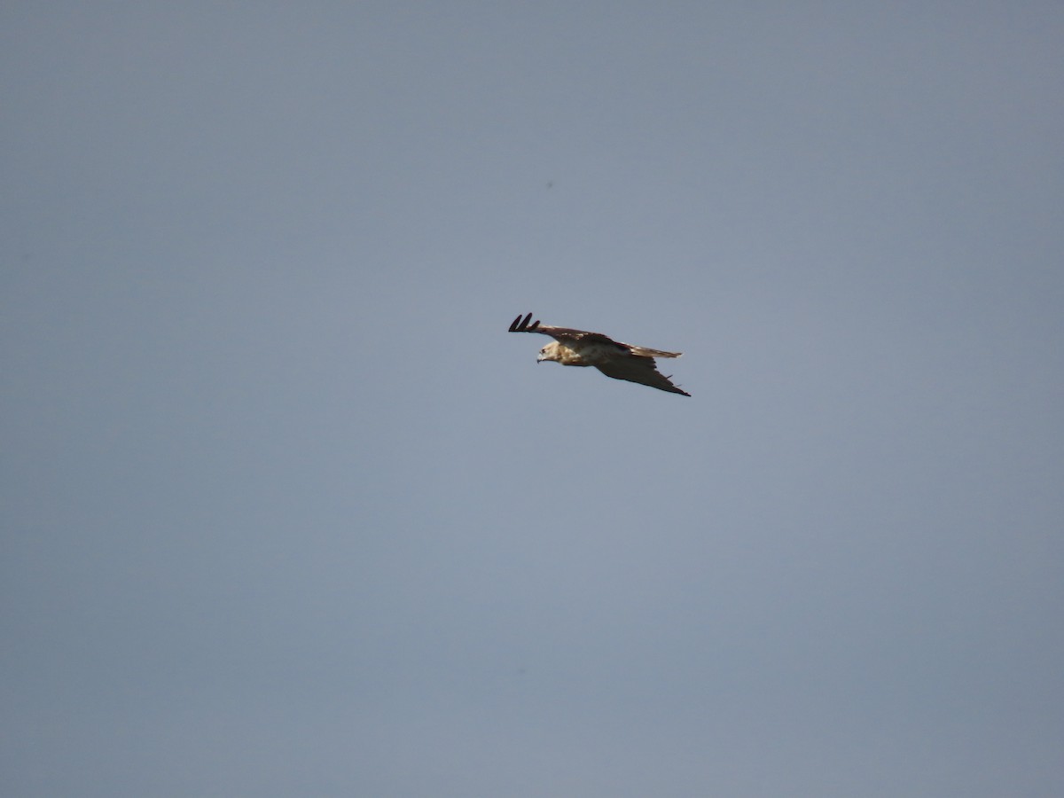 orlík krátkoprstý - ML647029089