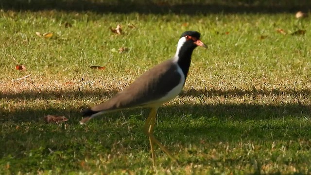 Rotlappenkiebitz - ML647029092