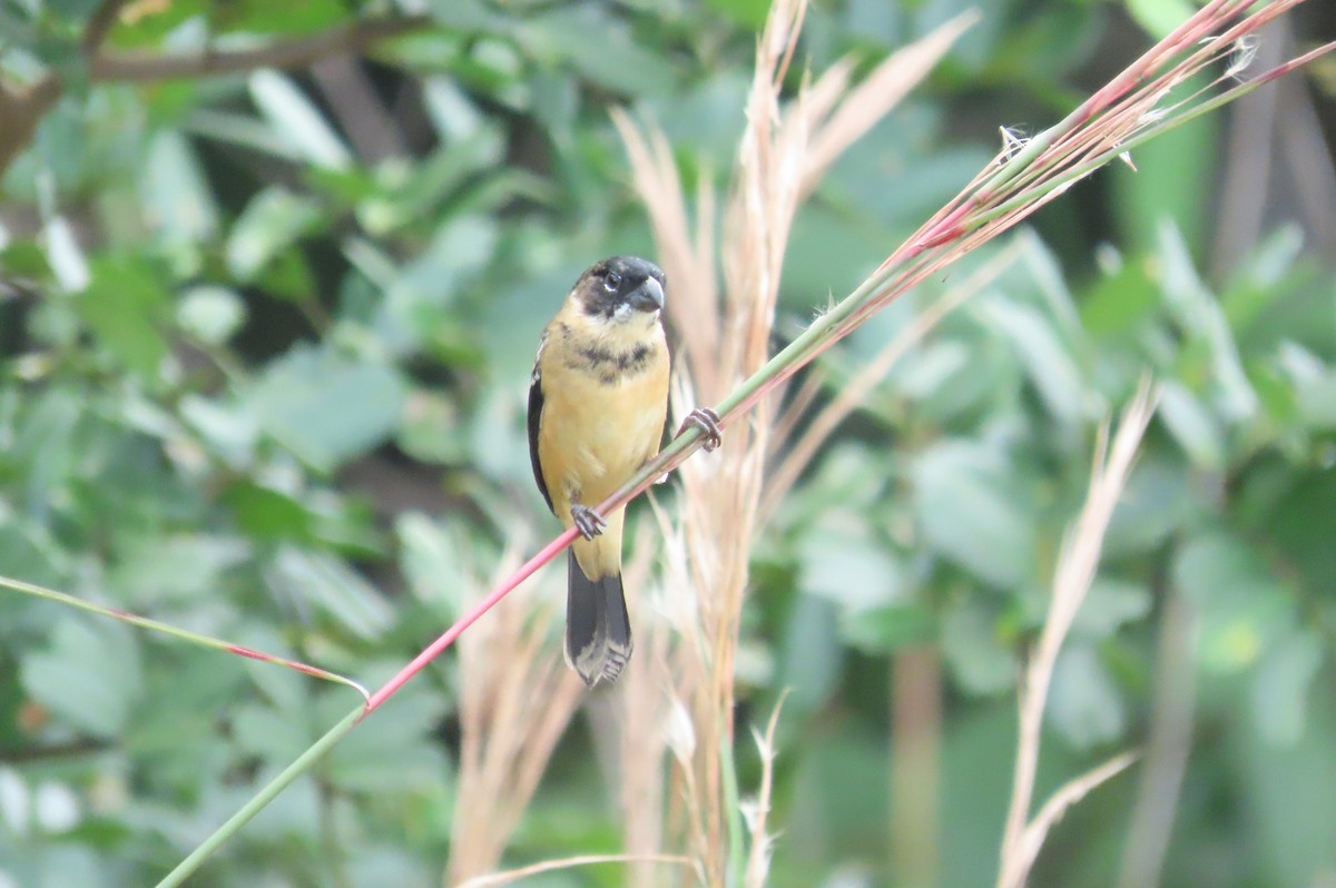 Morelet's Seedeater - ML647029102