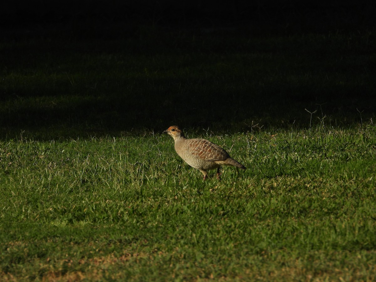 Gray Francolin - ML647029140