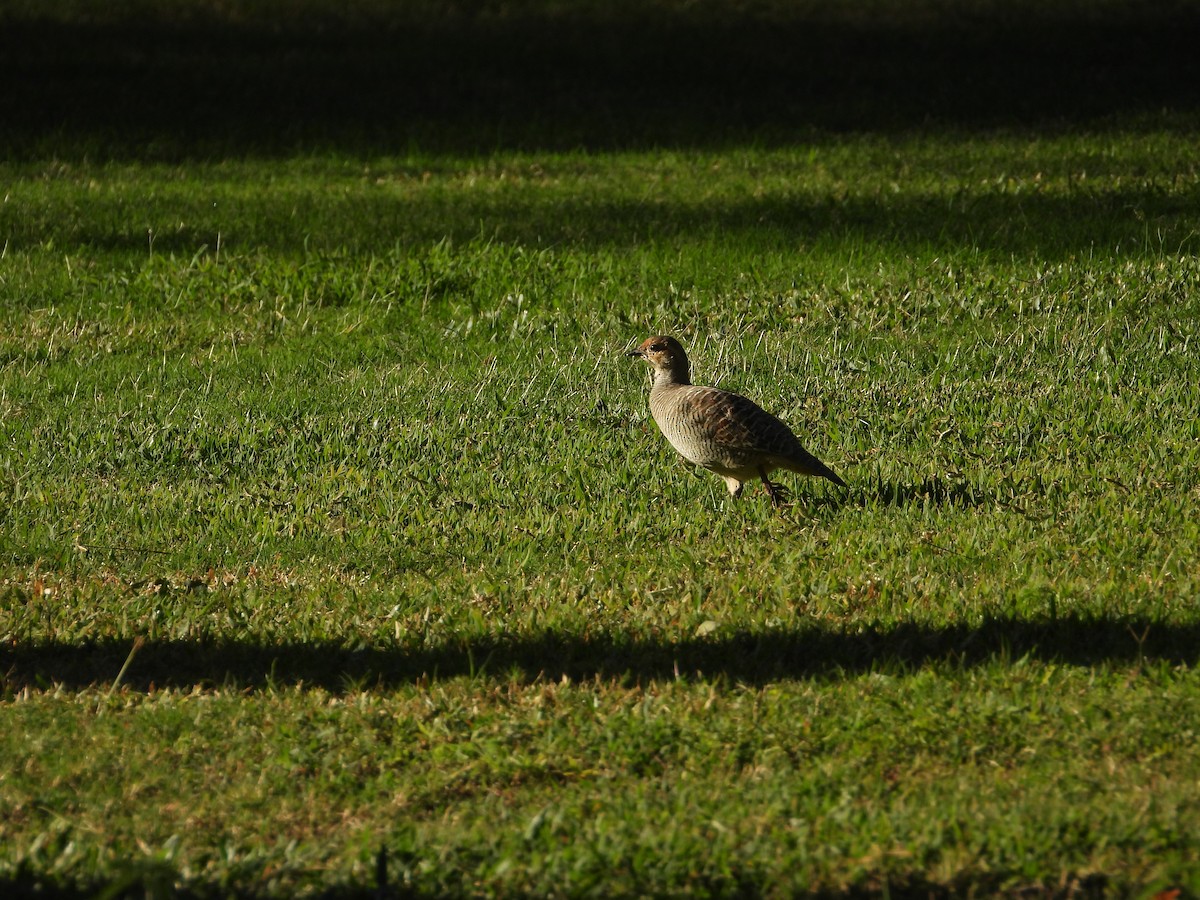 Gray Francolin - ML647029141