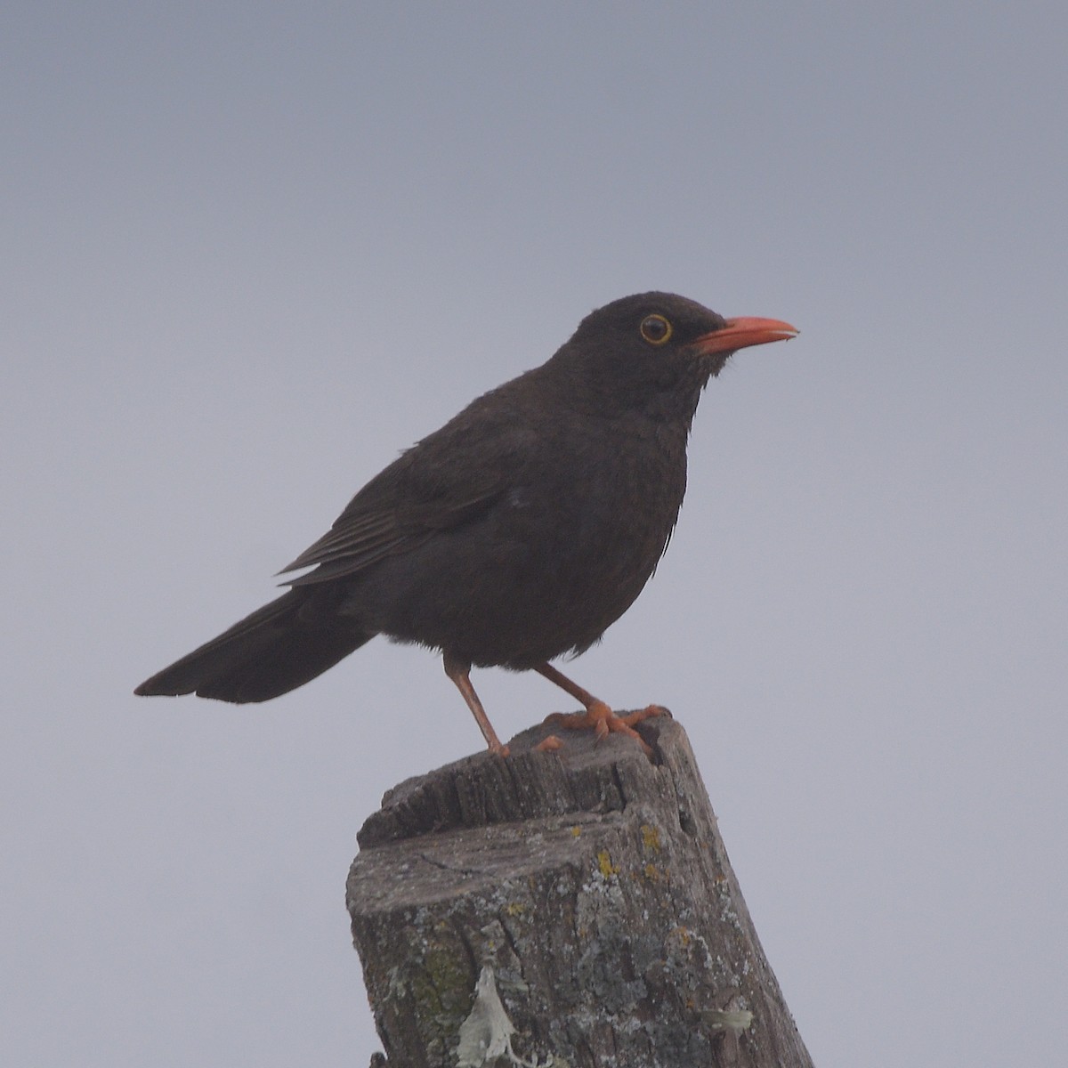 Chiguanco Thrush - ML647029161