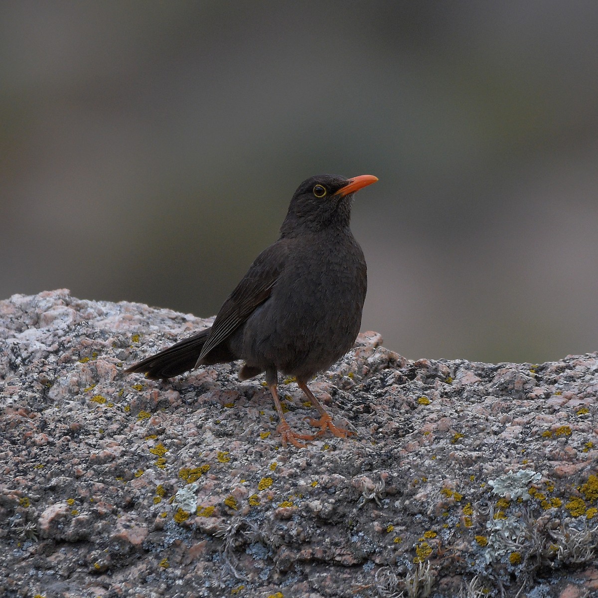 Chiguanco Thrush - ML647029162